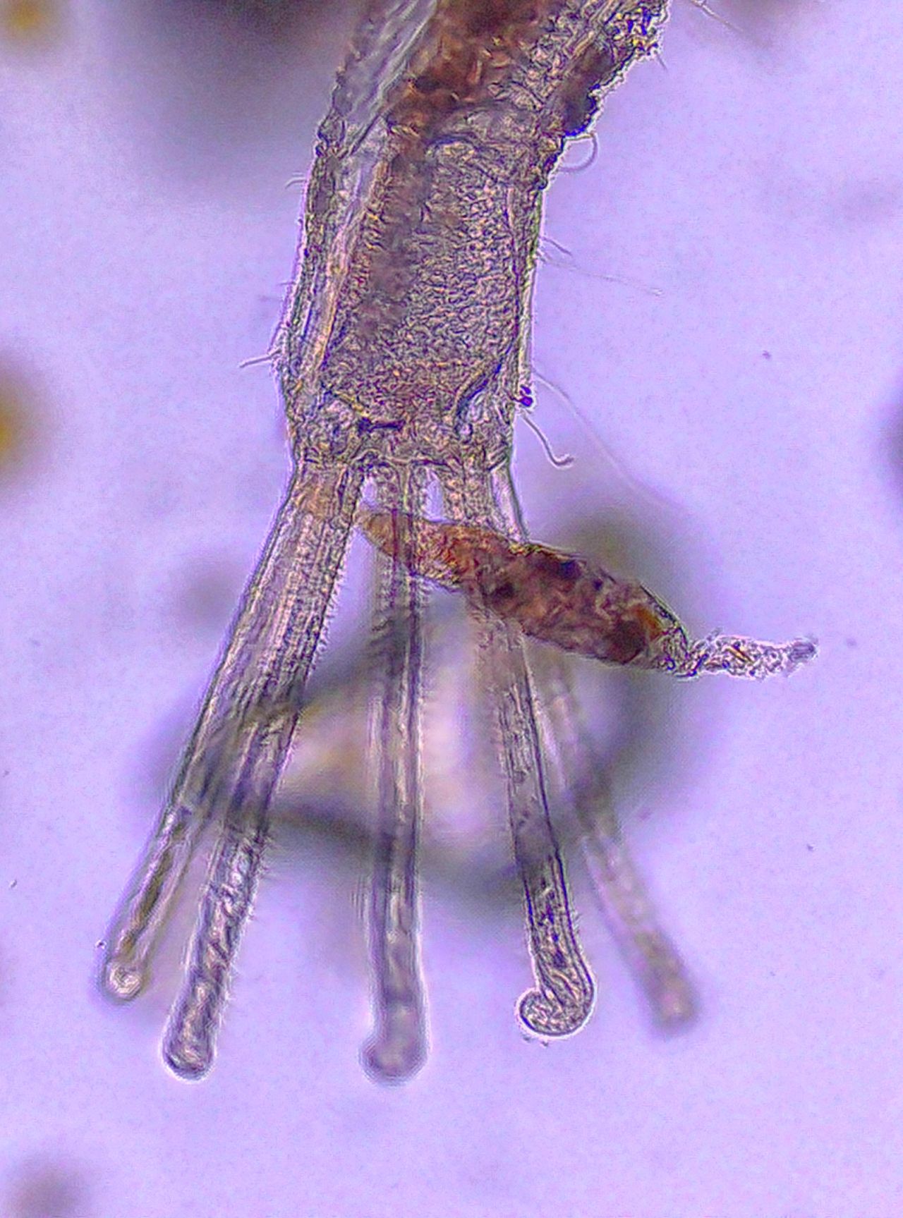 L''alieno trasparente delle nostre coste: l'' Amathia verticillata
